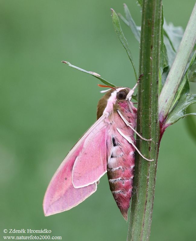 lišaj pryšcový, Hyles euphorbiae (Motýli, Lepidoptera)